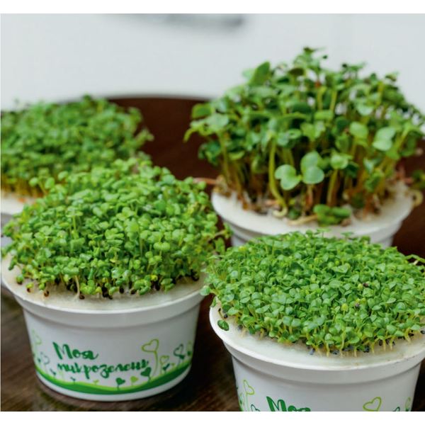 Микрогрин: вкусно, полезно, подойдет как корпоративный подарок?